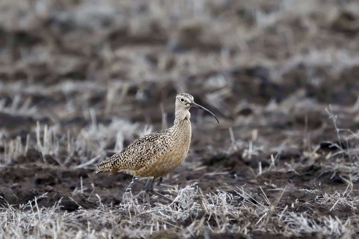 Long-billed Curlew - ML618242721
