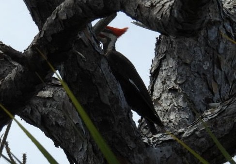 Pileated Woodpecker - ML618242727