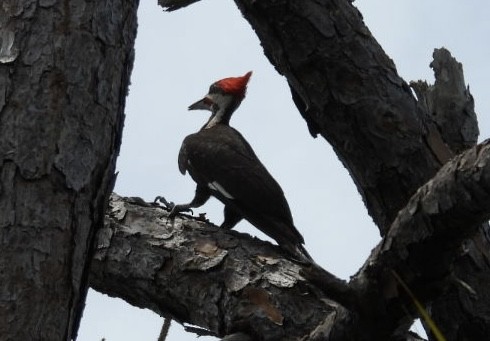 Pileated Woodpecker - Denise Rychlik