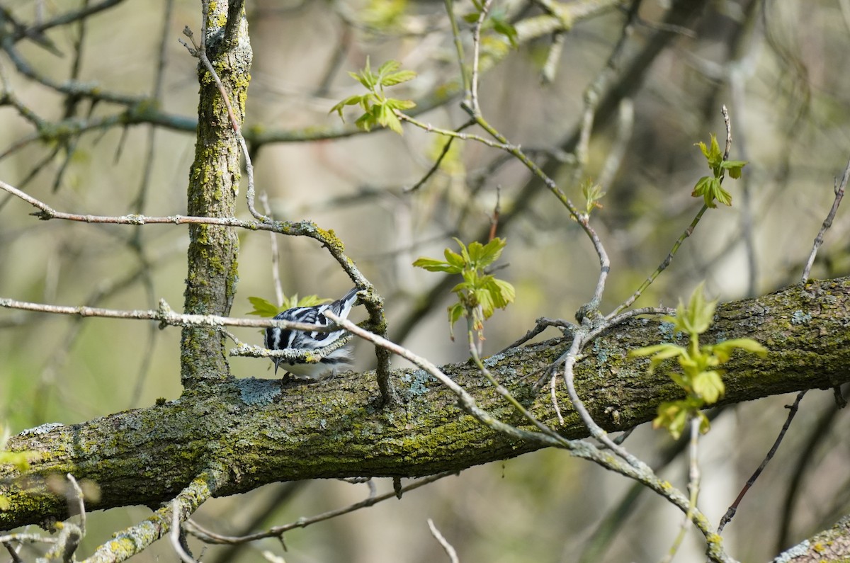 Black-and-white Warbler - ML618242729