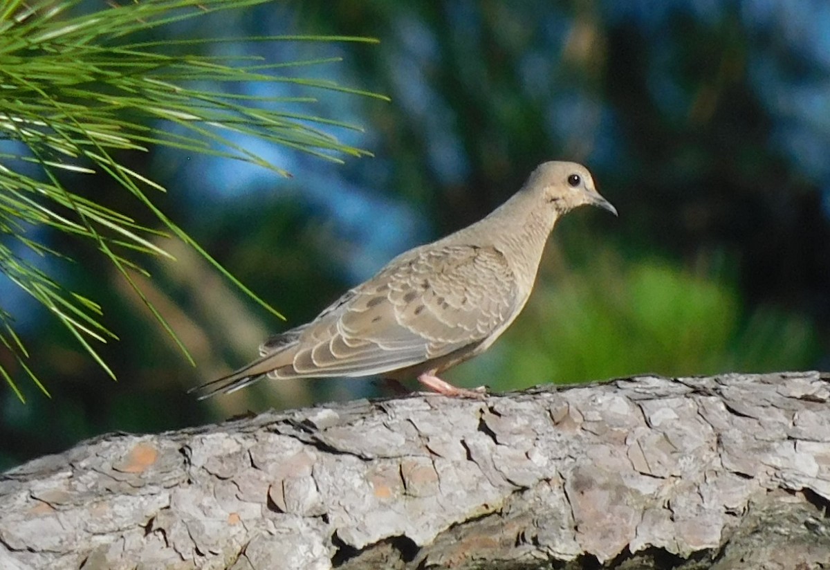 Mourning Dove - Kathy Rhodes