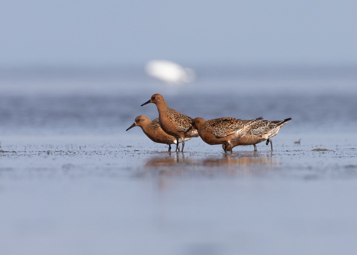 Red Knot - ML618242787
