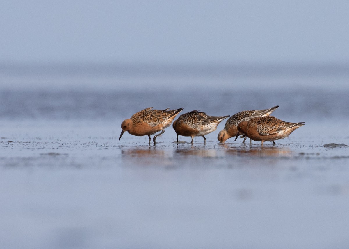 Red Knot - ML618242789