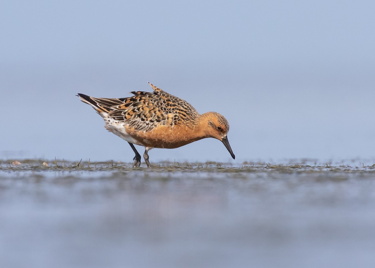 Red Knot - ML618242790