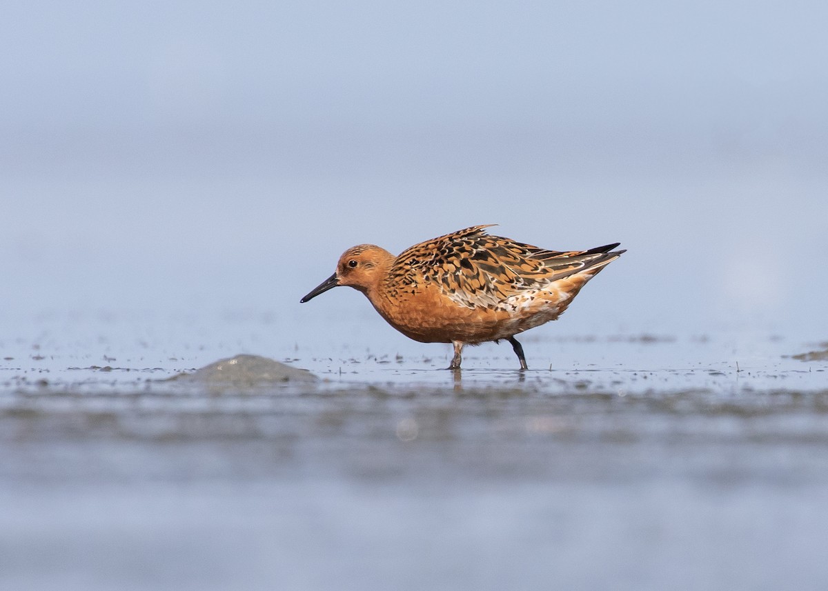 Red Knot - ML618242791