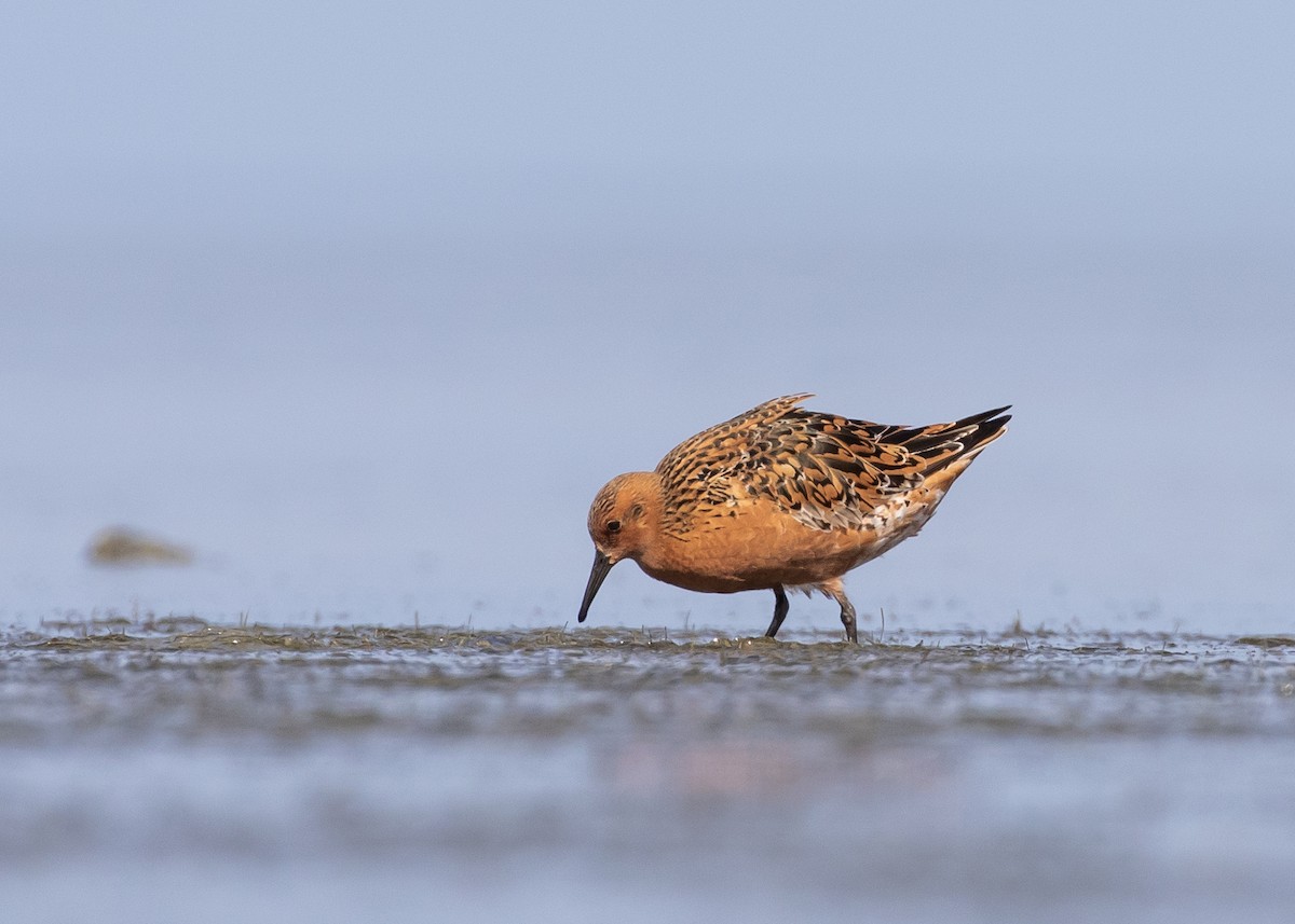 Red Knot - ML618242792