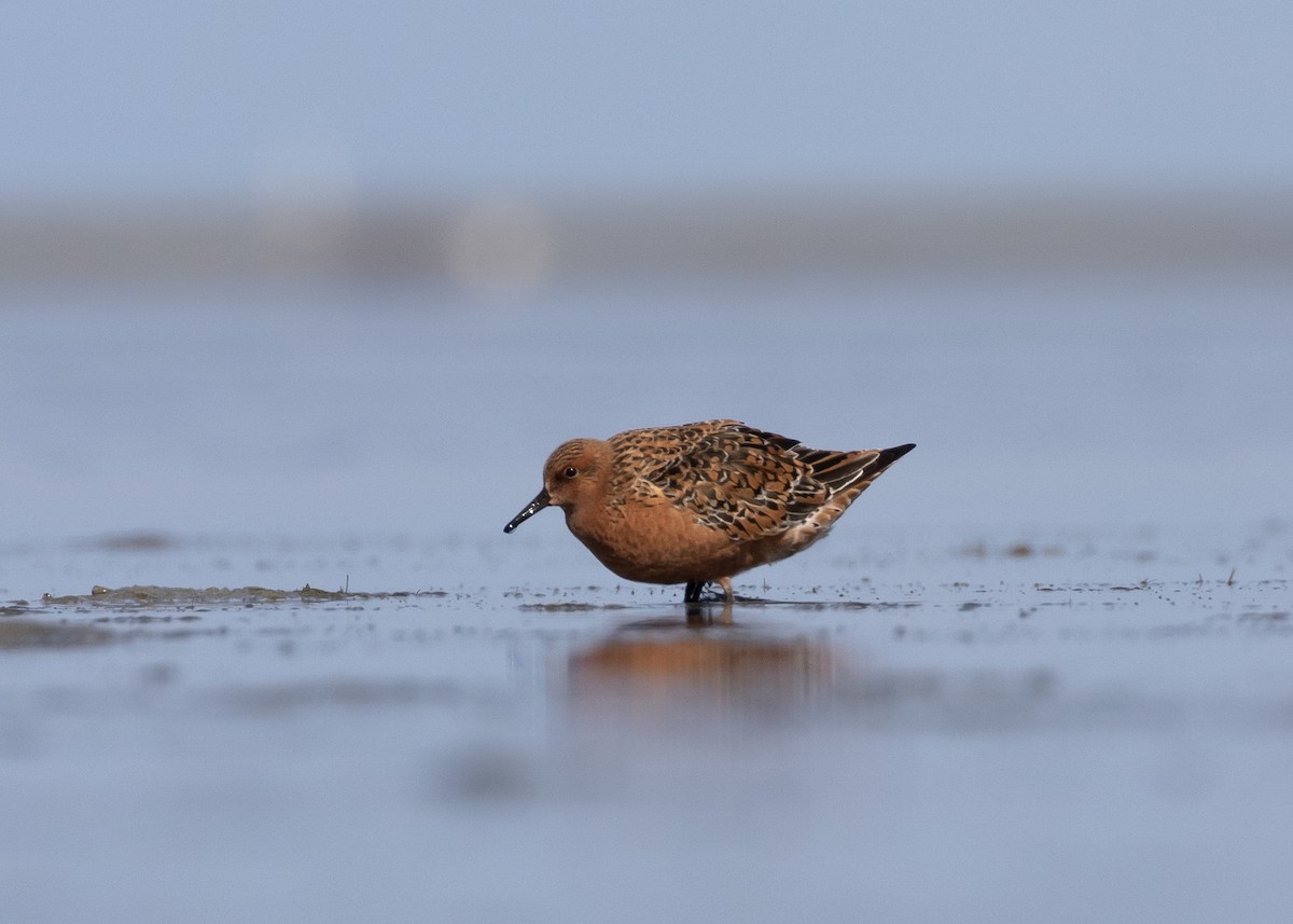 Red Knot - ML618242793
