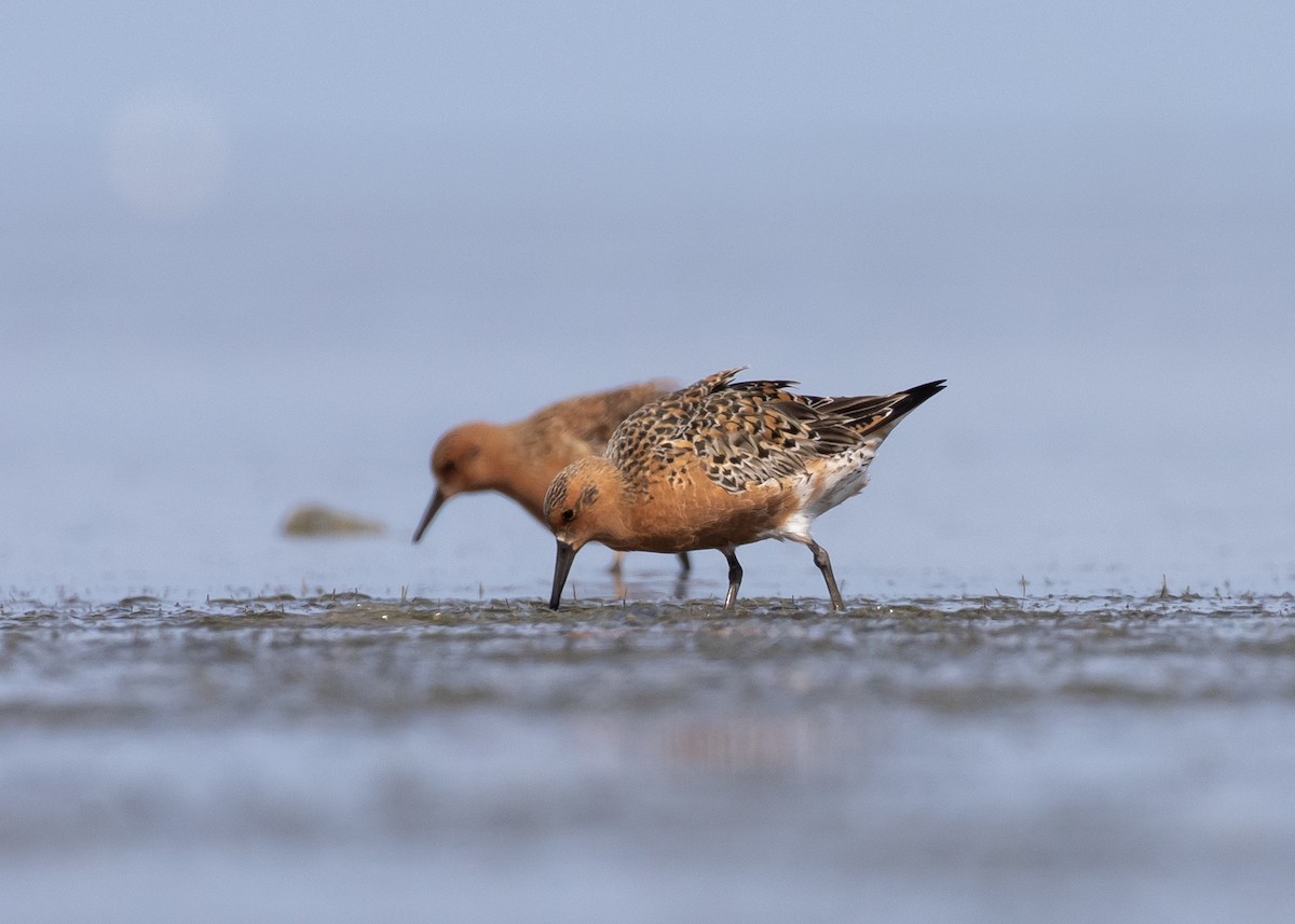 Red Knot - ML618242794