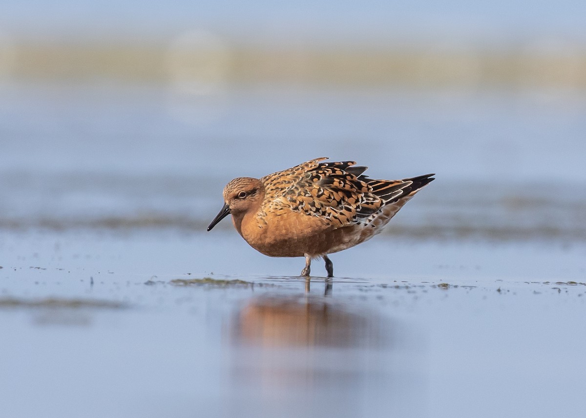 Red Knot - ML618242796