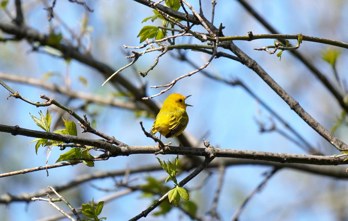 Yellow Warbler - Eva L