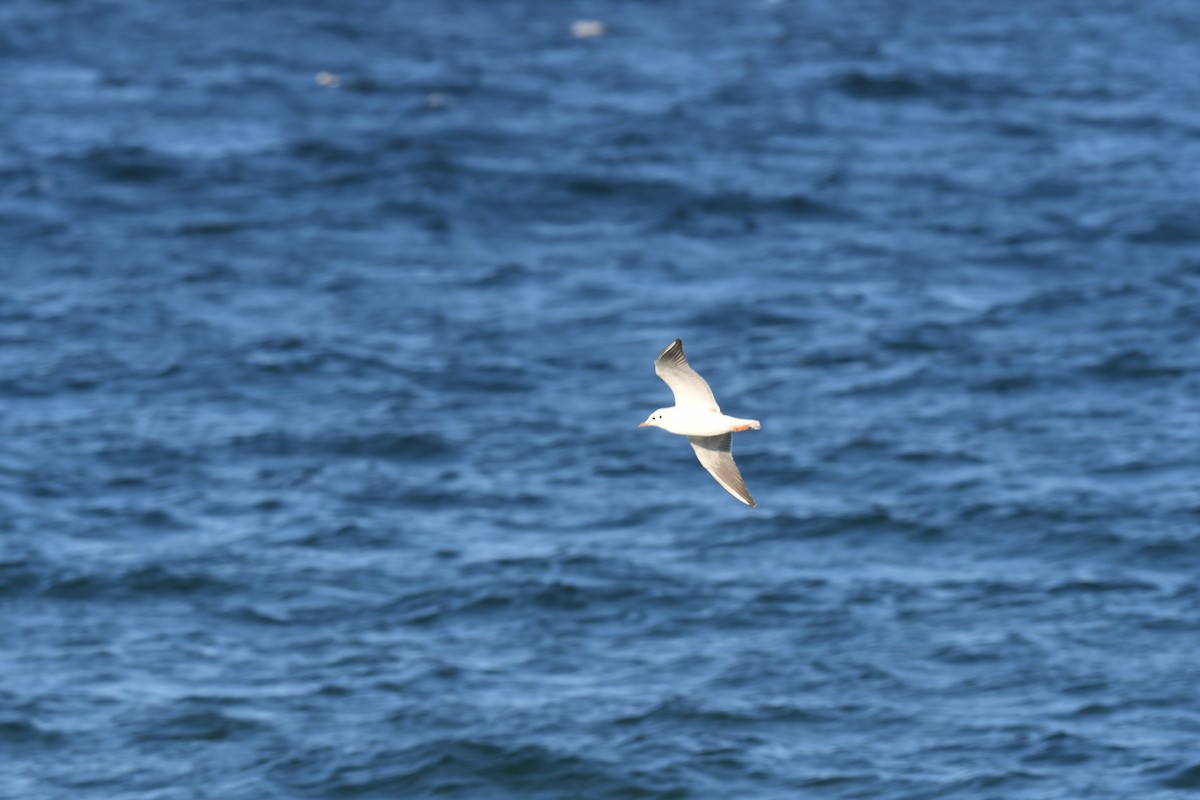 Mouette rieuse - ML618242839