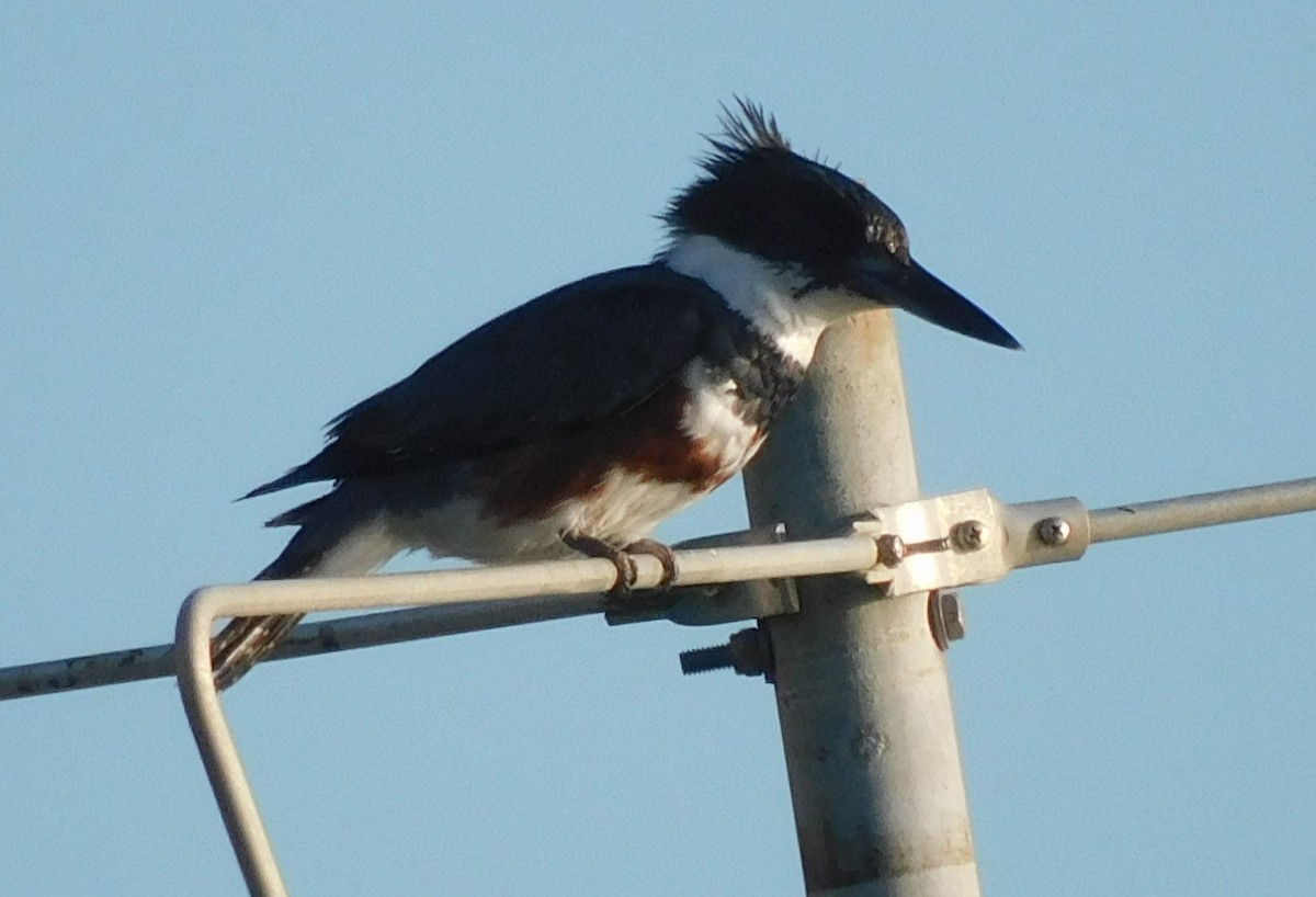 Belted Kingfisher - Kathy Rhodes