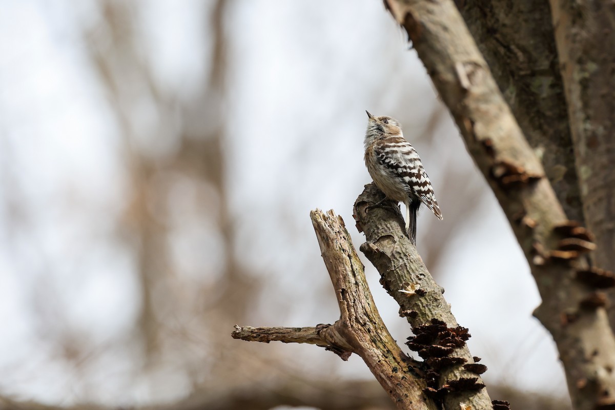 Japanese Pygmy Woodpecker - Joyce Huang