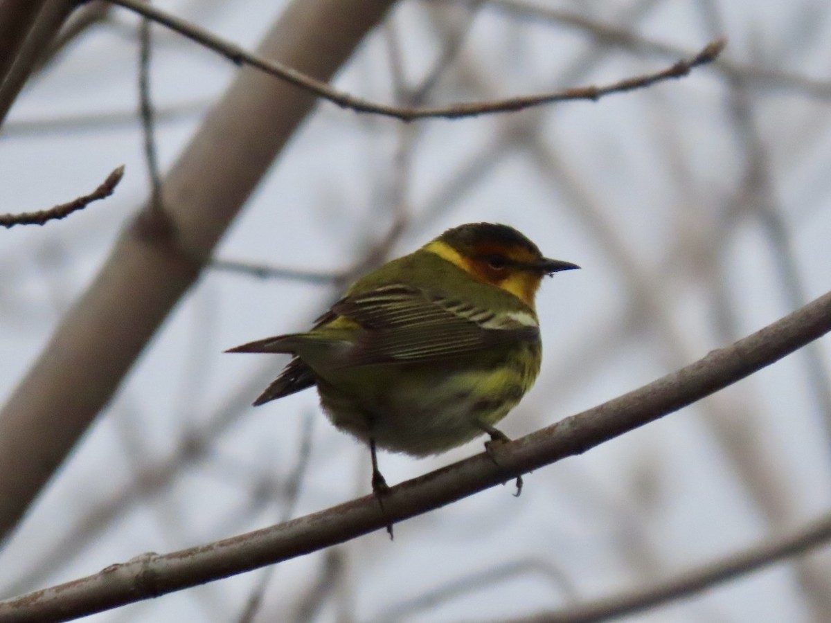 Cape May Warbler - ML618242934