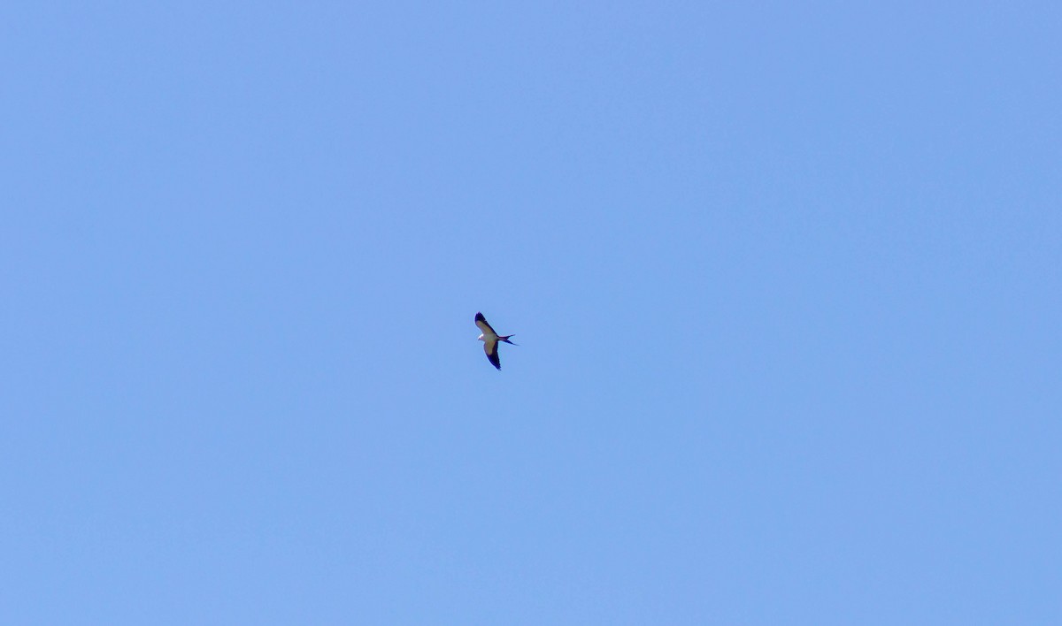 Swallow-tailed Kite - Noah Zimmer