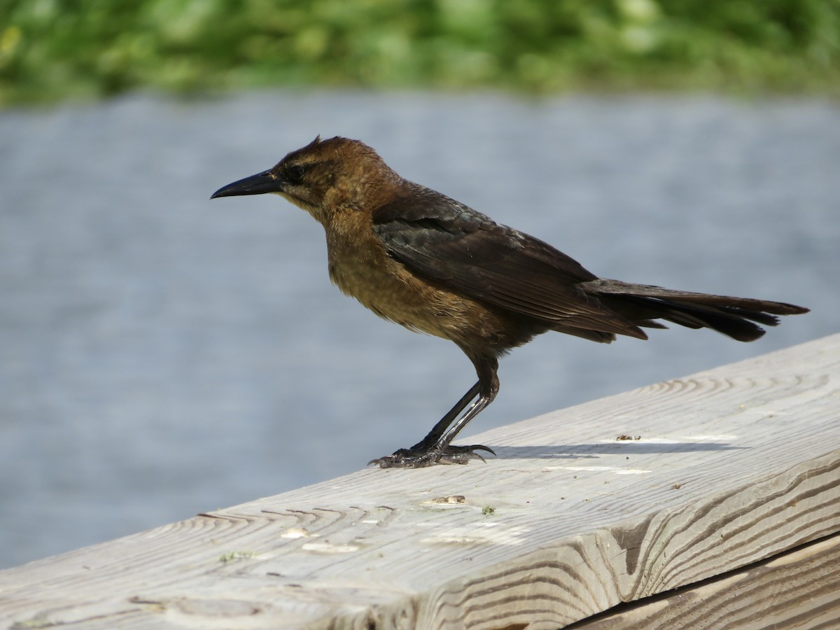 Boat-tailed Grackle - ML618242967