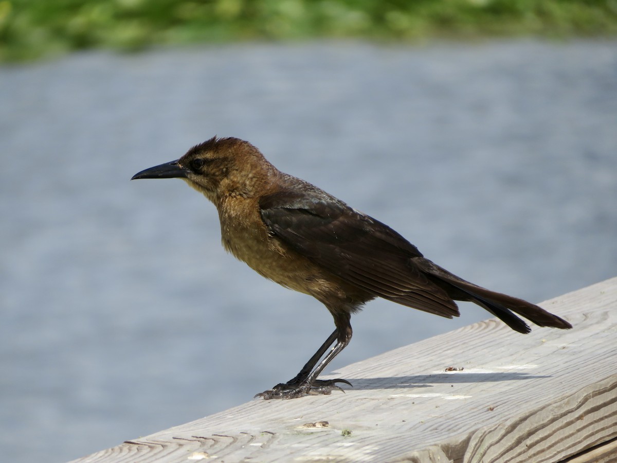 Boat-tailed Grackle - ML618242968