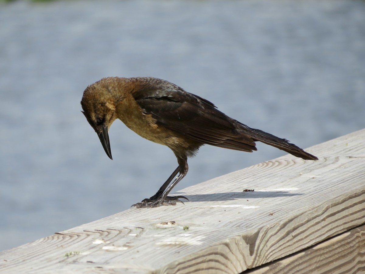 Boat-tailed Grackle - ML618242969