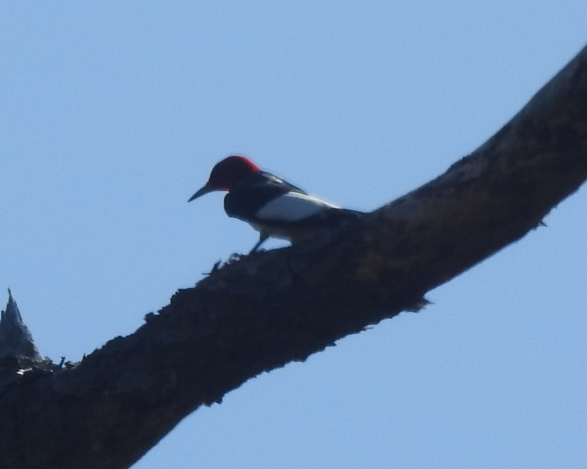 Red-headed Woodpecker - ML618242987