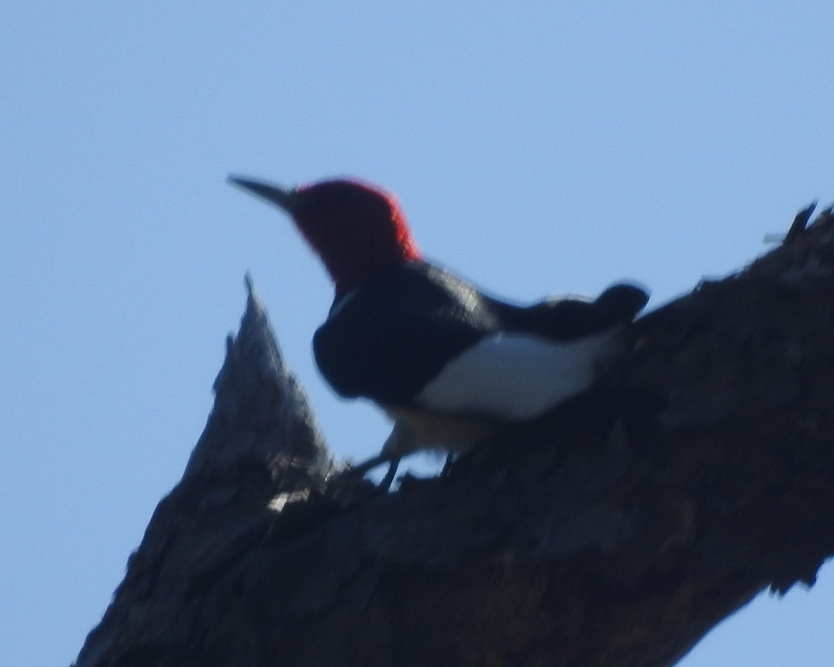 Red-headed Woodpecker - ML618242989