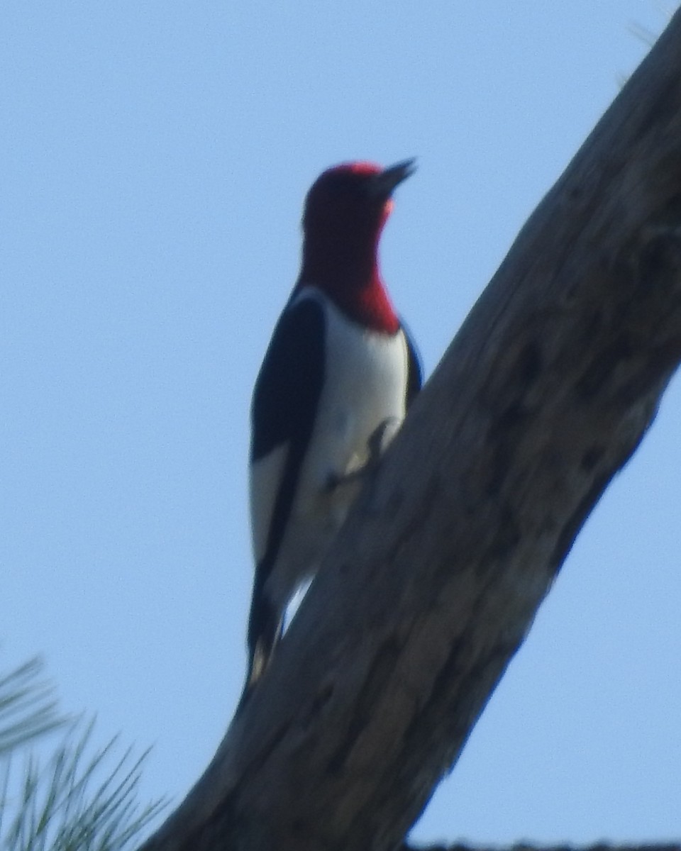 Red-headed Woodpecker - ML618242990