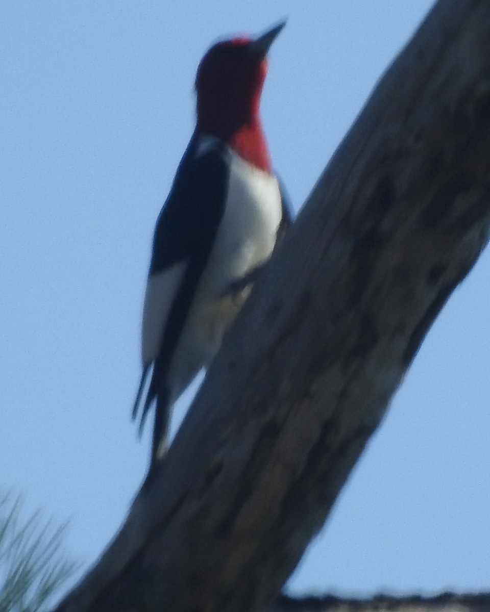Red-headed Woodpecker - ML618242991