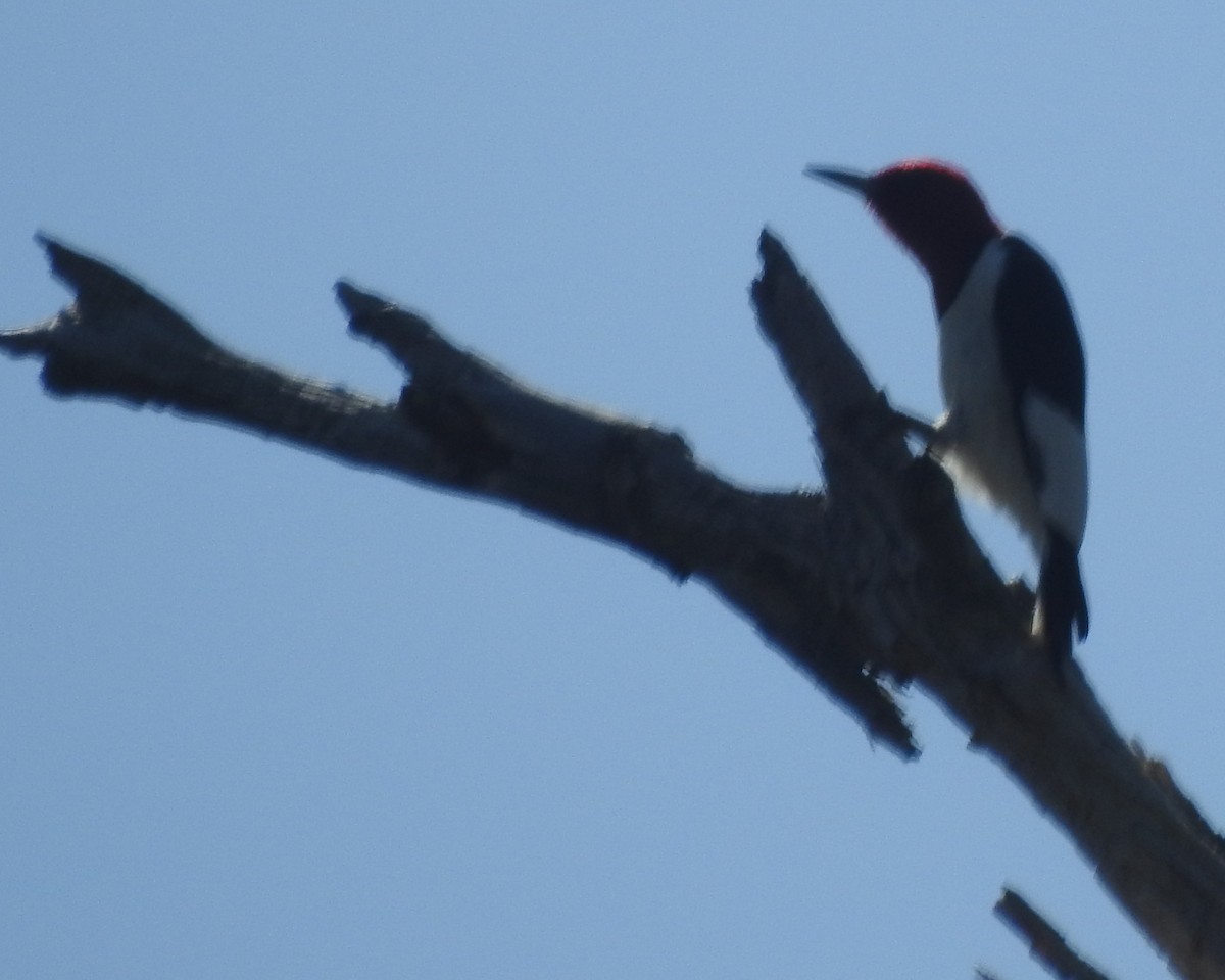 Red-headed Woodpecker - ML618242993