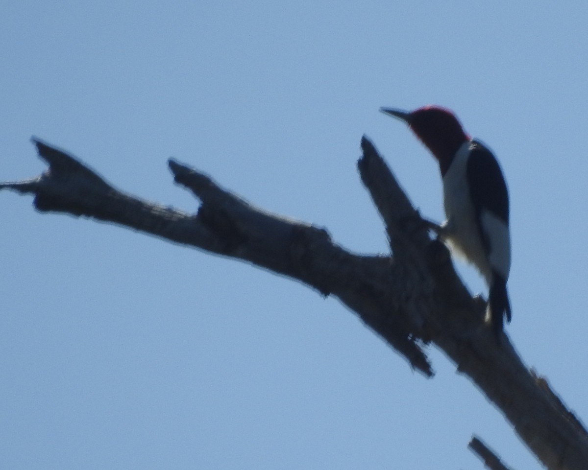 Red-headed Woodpecker - ML618242994