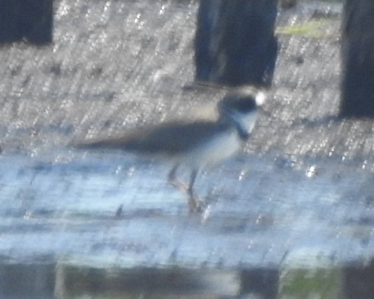 Semipalmated Plover - ML618243045