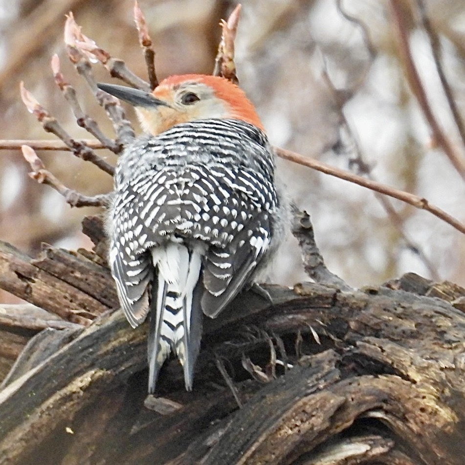 Red-bellied Woodpecker - Deb Diane