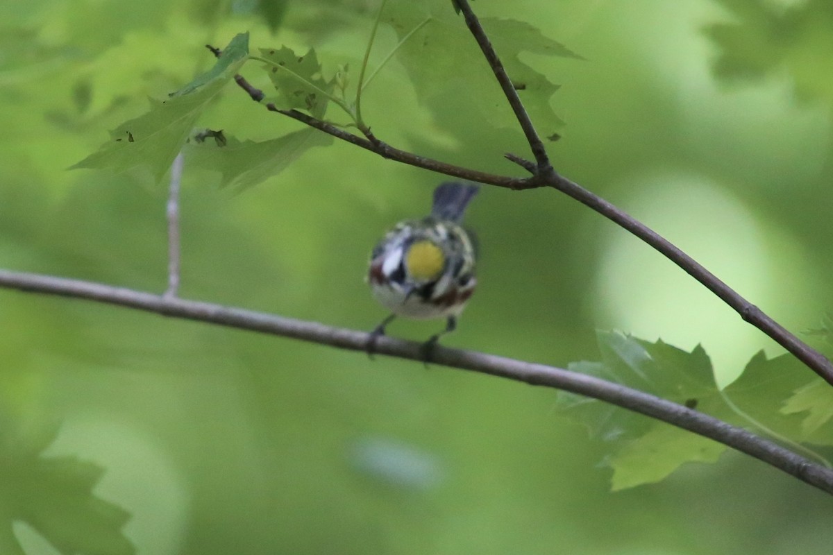 Chestnut-sided Warbler - Emma Herald and Haley Boone