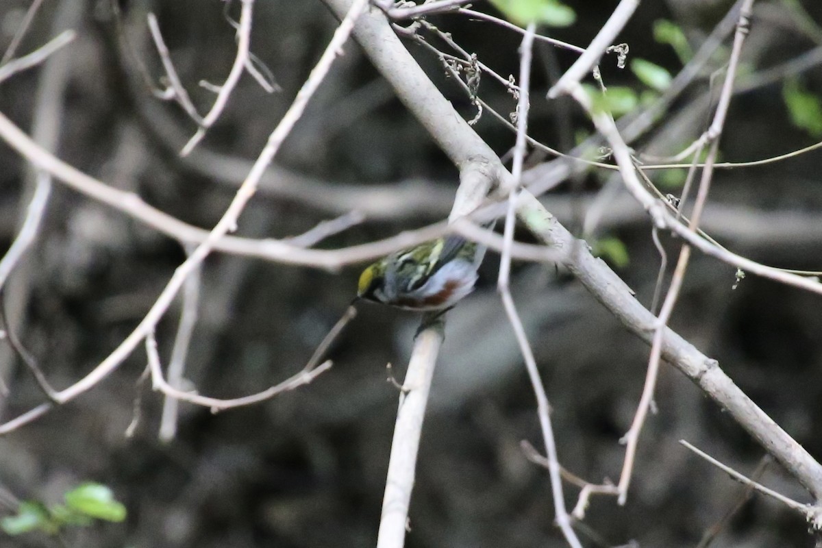 Chestnut-sided Warbler - Emma Herald and Haley Boone