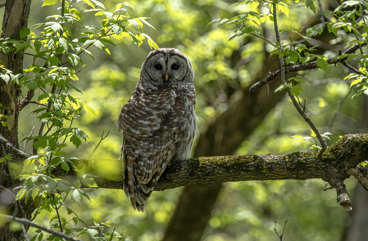 Barred Owl - John Longhenry