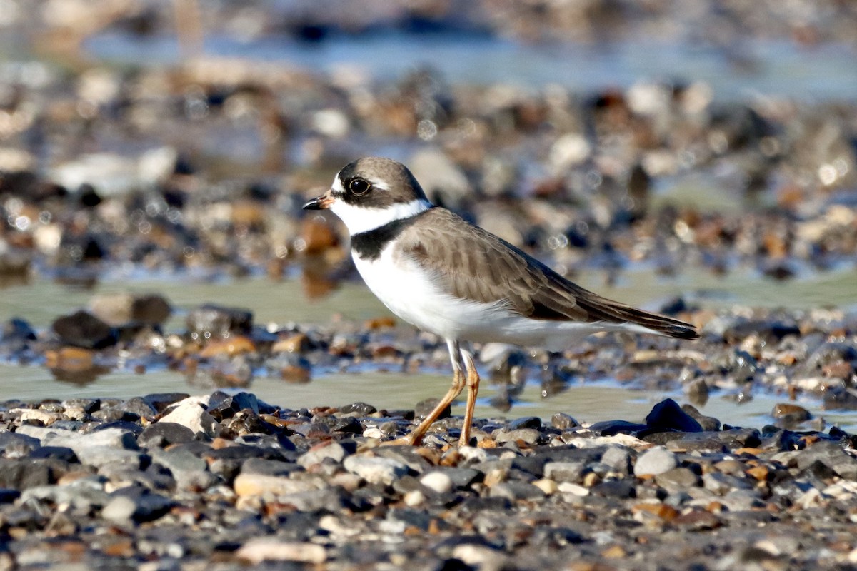 Semipalmated Plover - ML618243097