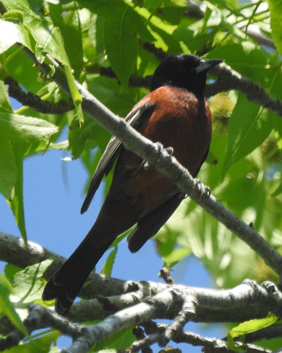 Orchard Oriole - ML618243138