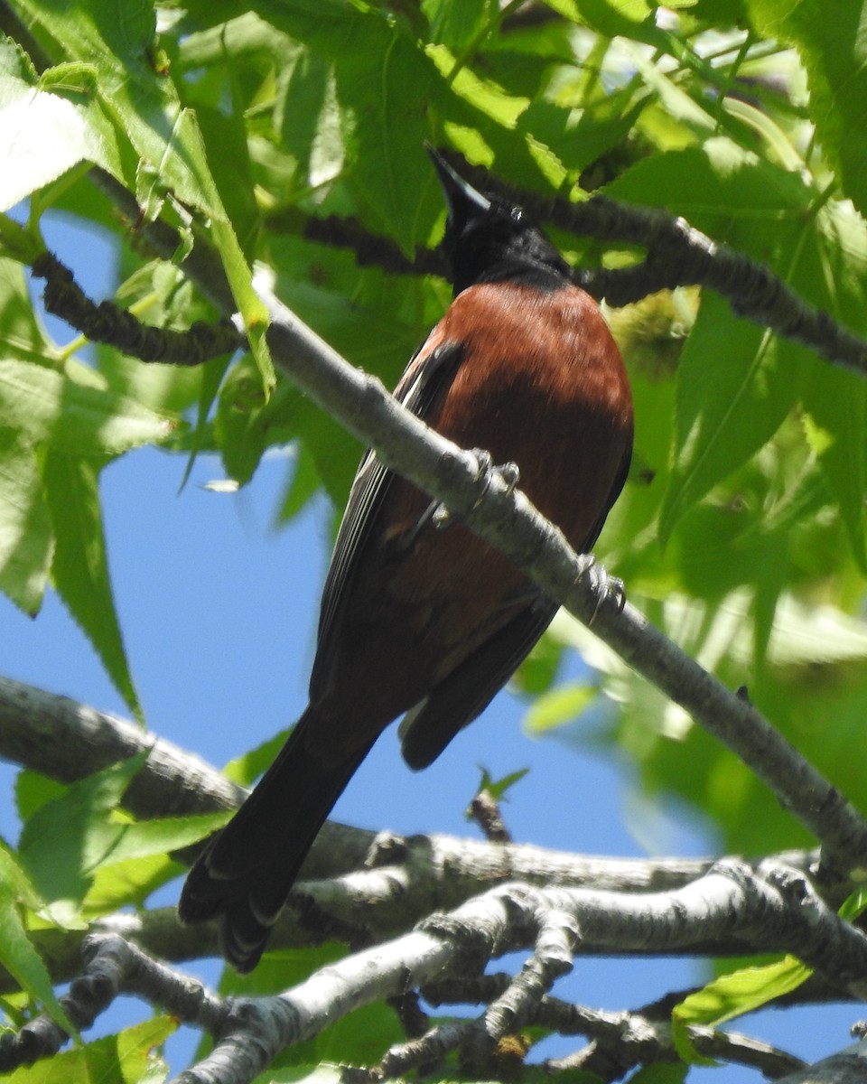 Orchard Oriole - ML618243139