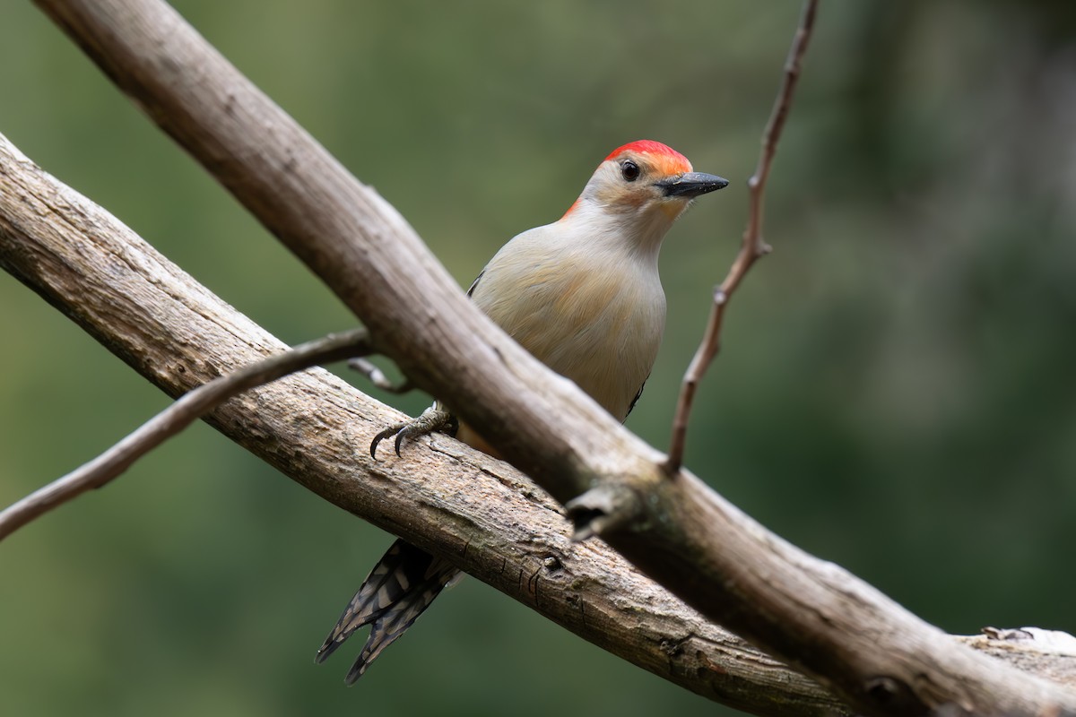Red-bellied Woodpecker - Warren Whaley
