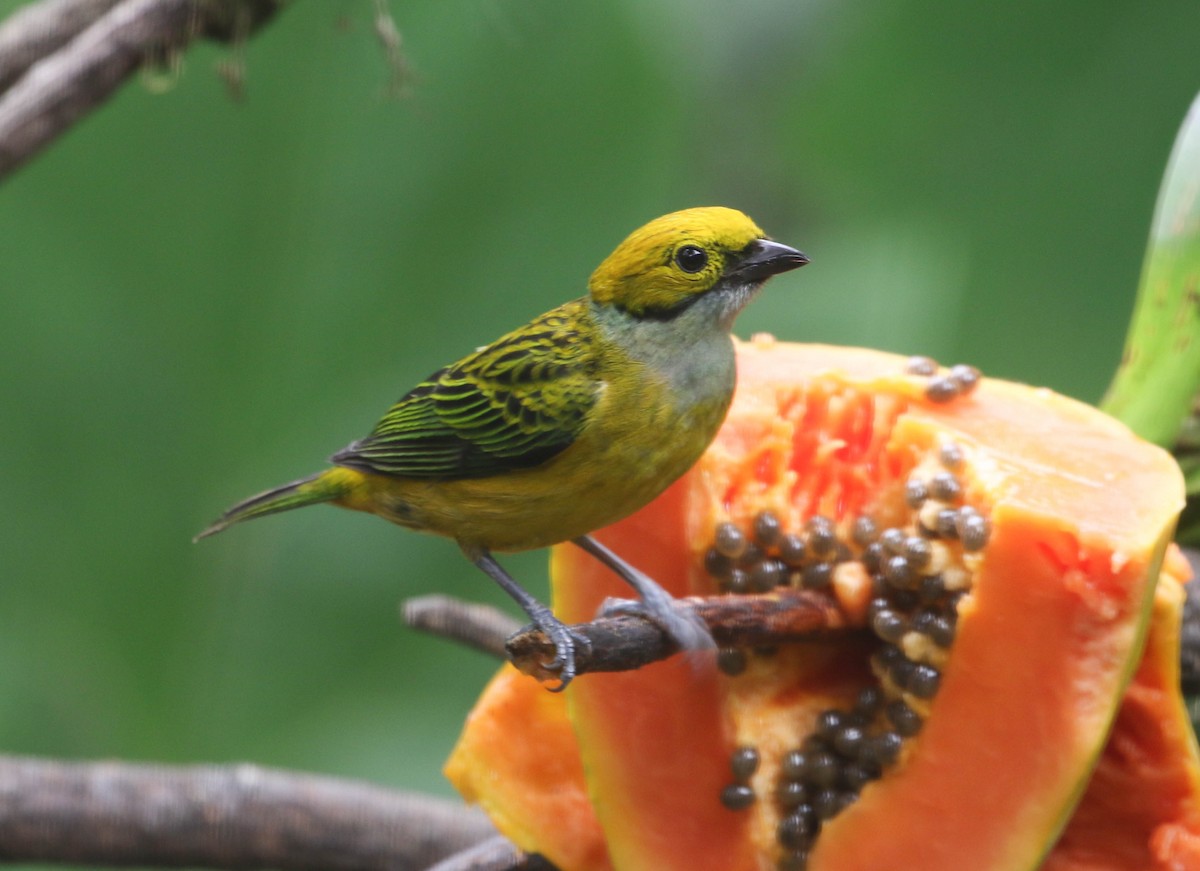 Silver-throated Tanager - ML618243203