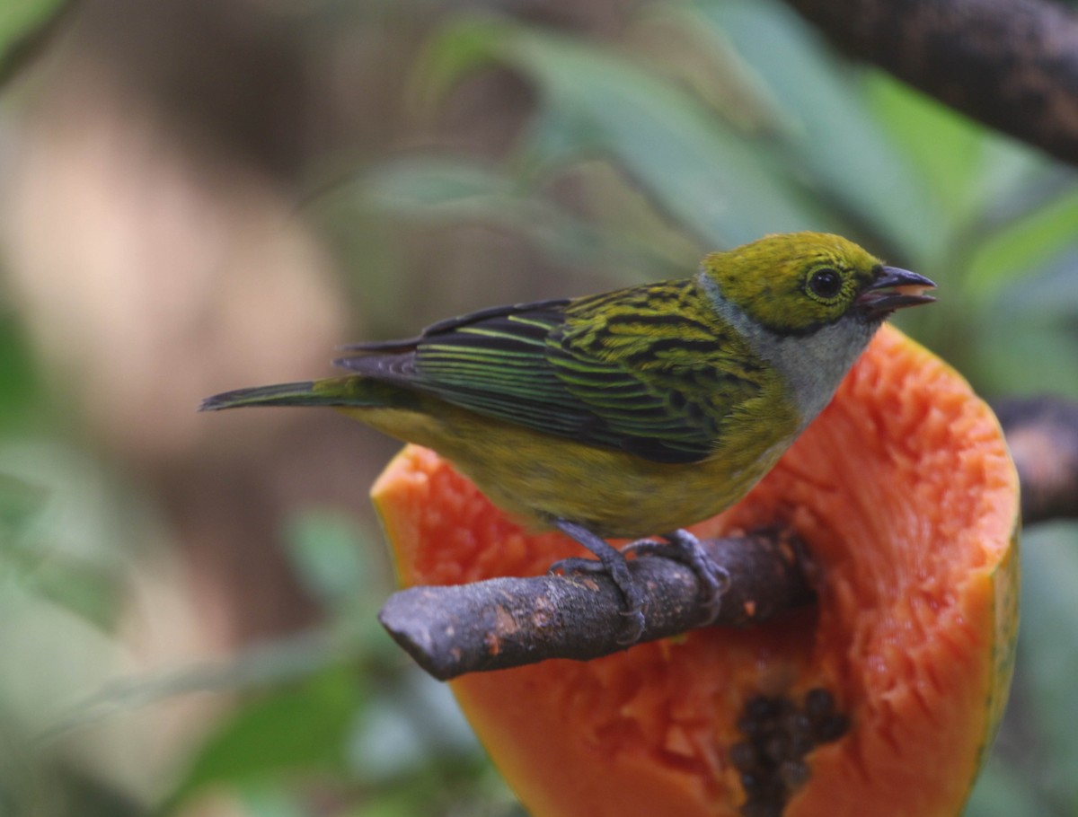 Silver-throated Tanager - ML618243204