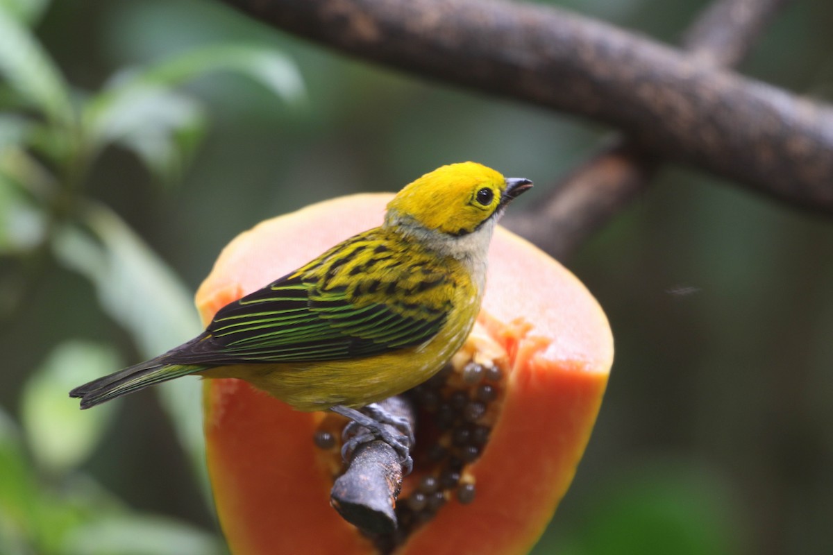Silver-throated Tanager - ML618243205