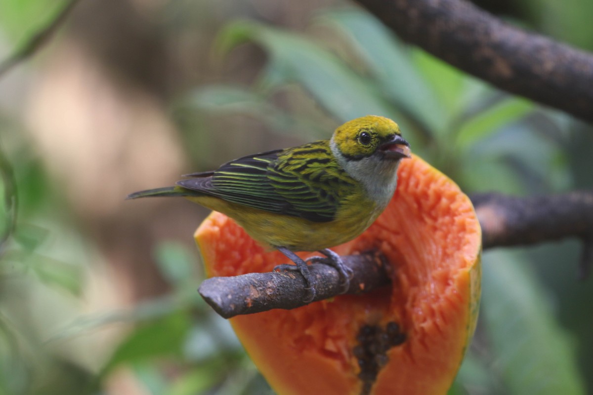 Silver-throated Tanager - Roger Higbee