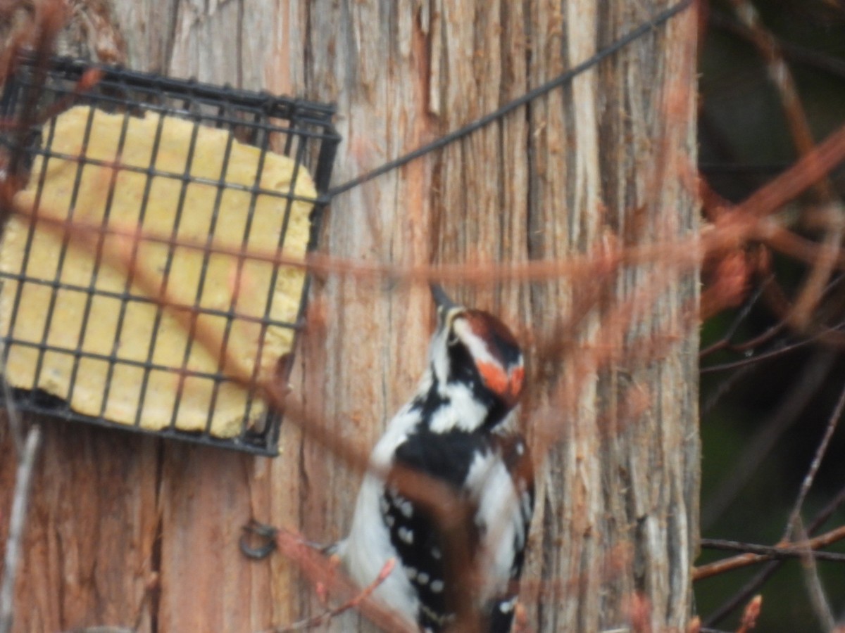 Hairy Woodpecker - ML618243241