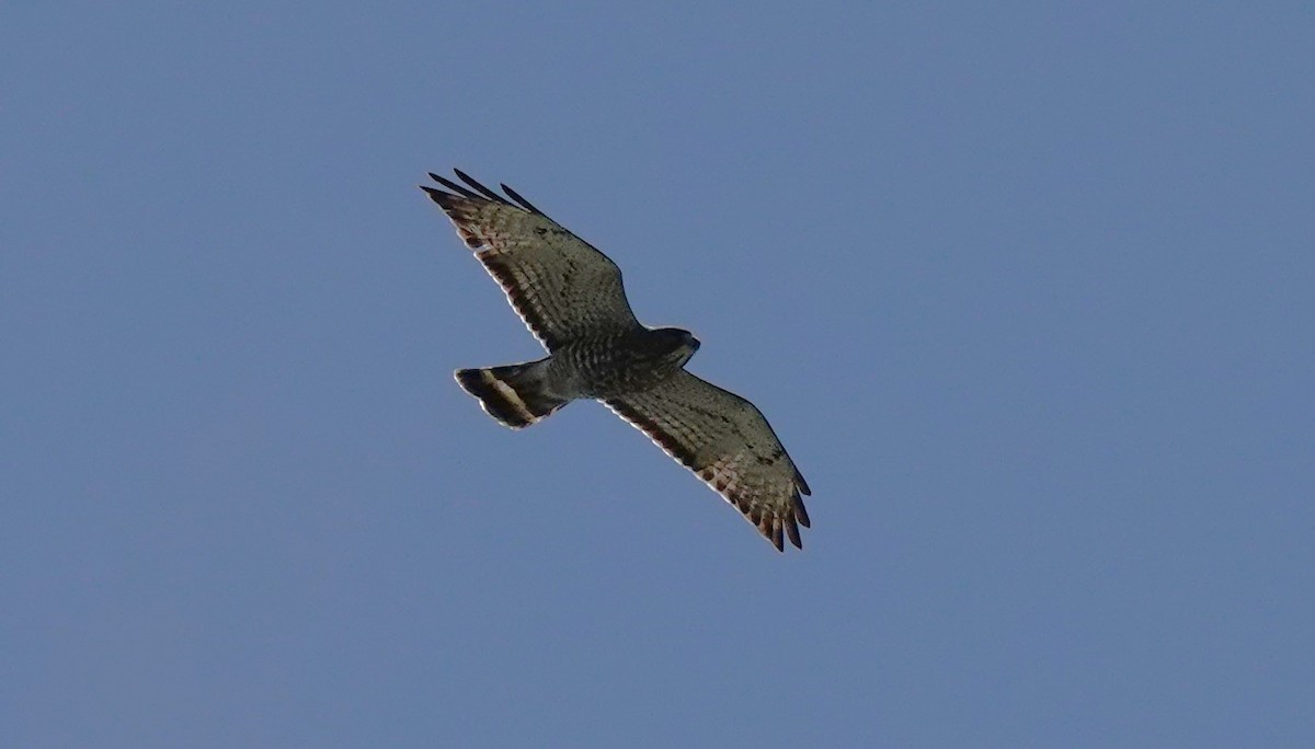 Broad-winged Hawk - Dilka Murtazina