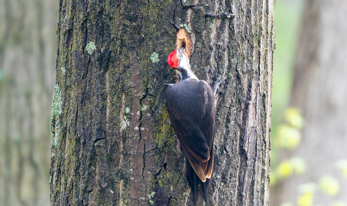 Pileated Woodpecker - ML618243317