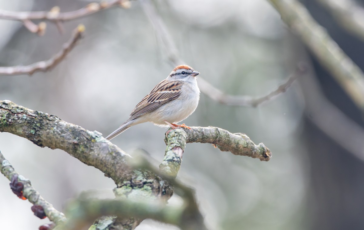 Chipping Sparrow - Victoria Pepe