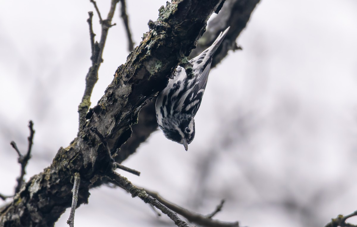 Black-and-white Warbler - Victoria Pepe