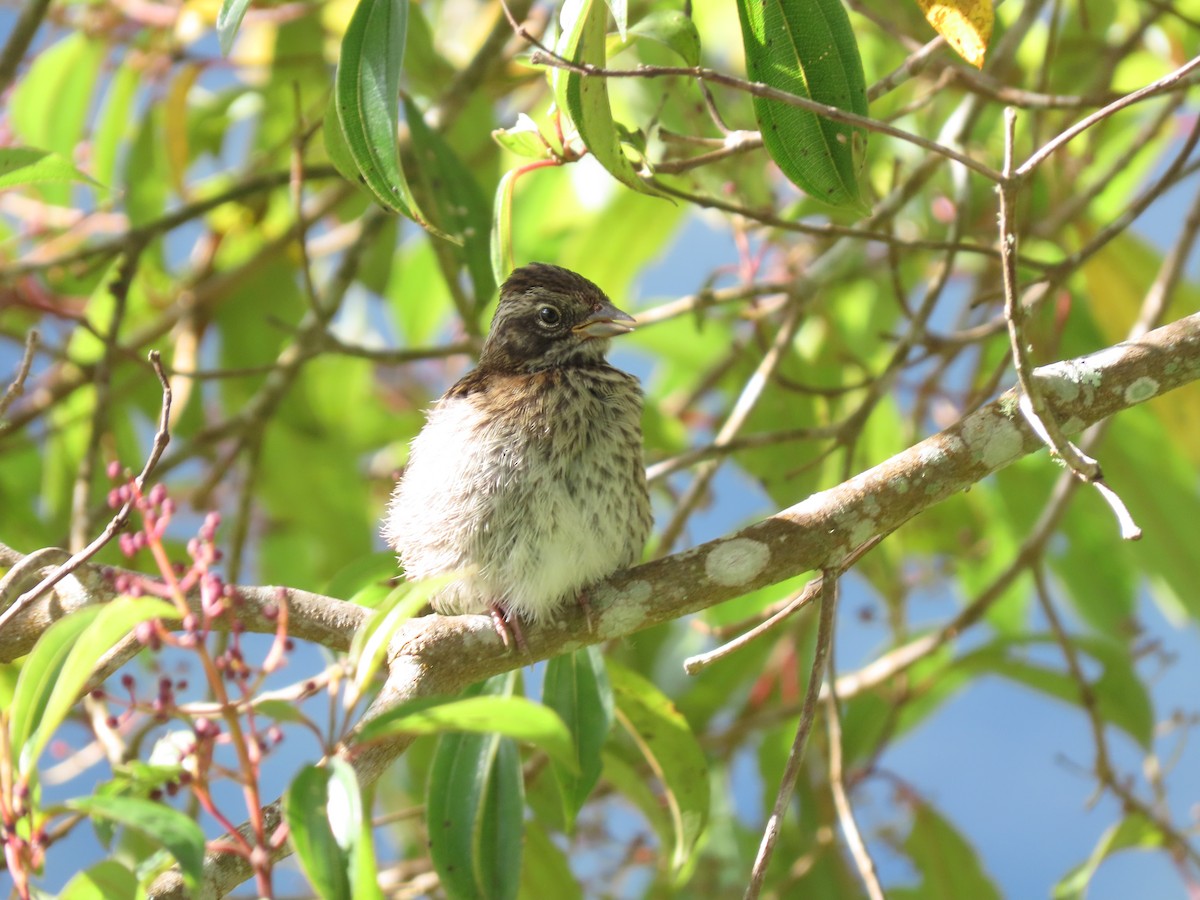 Rufous-collared Sparrow - ML618243378