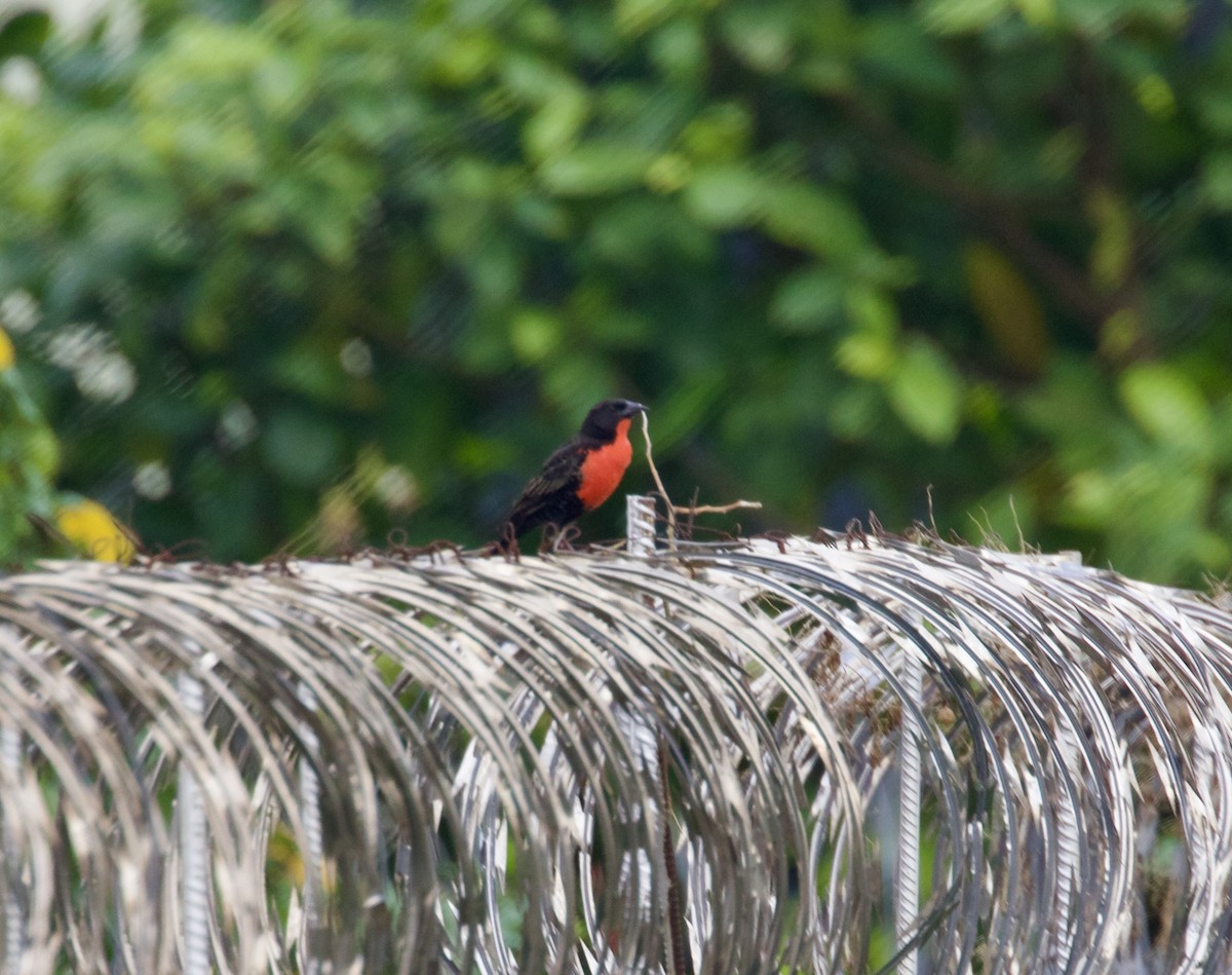 Red-breasted Meadowlark - Randy Bumbury