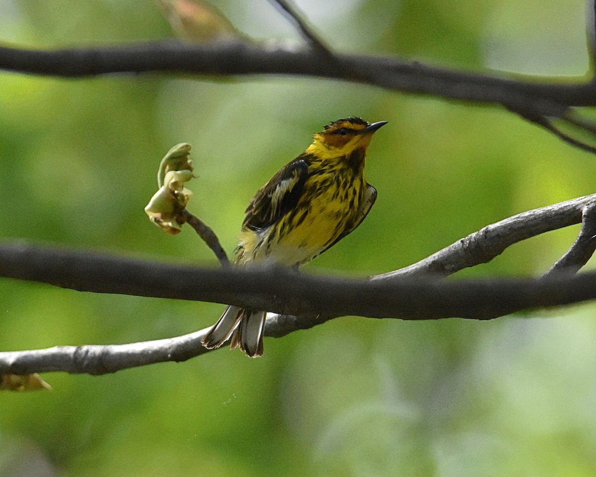 Cape May Warbler - ML618243382