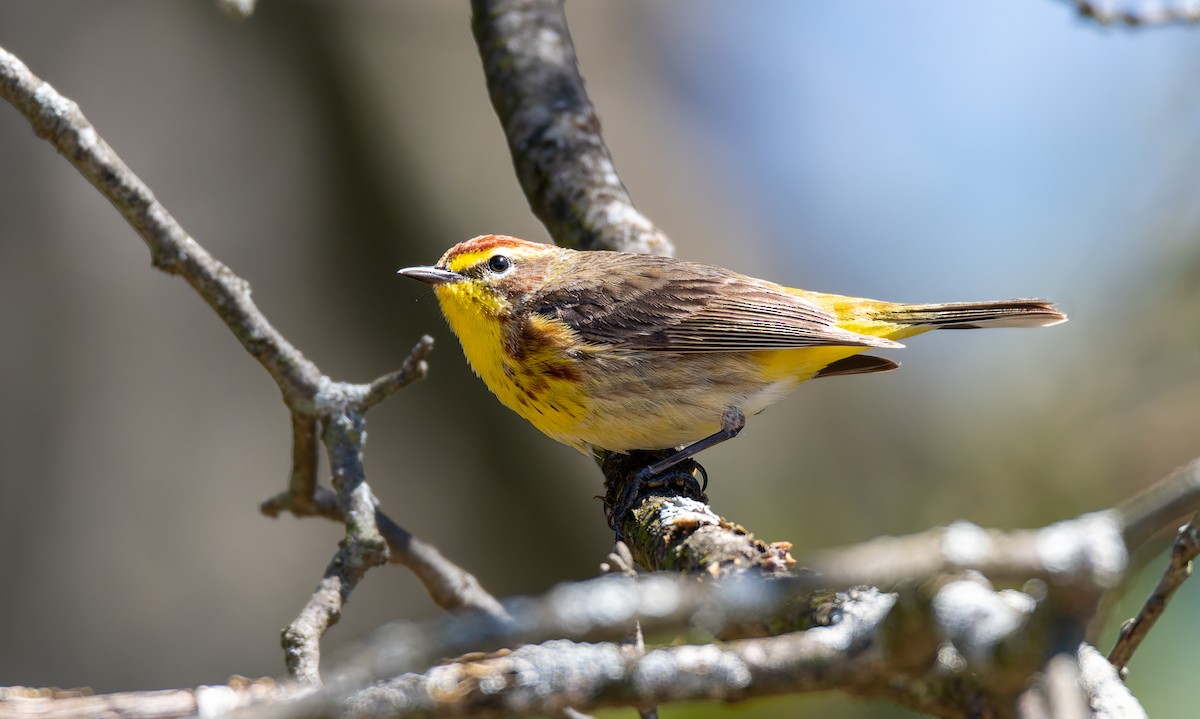 Palm Warbler - Victoria Pepe